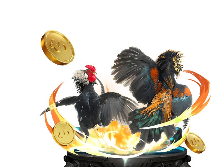 Phân tích chiến thuật đá gà từ chuyên gia